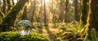 Crystal sphere resting on moss-covered log in enchanted forest with golden sunlight filtering through trees creating magical woodland atmosphere.