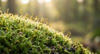Close-up macro view of vibrant green moss with delicate spores illuminated by warm golden sunlight in natural forest environment for organic design projects.