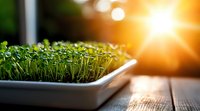 Fresh microgreens growing in container with sunlight streaming through window, green sprouts on wooden surface for healthy eating and home gardening.