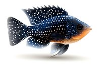 Spotted blue and orange tropical fish with detailed fins and scales on white background, isolated aquatic illustration for nature and wildlife designs.