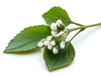 Fresh white spring flower buds and green leaves on branch against white background, isolated botanical nature element for design projects.