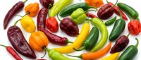 Colorful assortment of fresh hot chili peppers in various shapes and sizes isolated on white background for culinary and cooking designs.