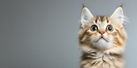 Curious fluffy tabby cat with big expressive eyes and pointed ears looking up against gray background, cropped panoramic view for advertising and social media banners.