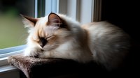 Sleepy cream point Birman cat with long fur resting near window on brown cushion, soft natural lighting creates cozy atmosphere for pet and animal content.