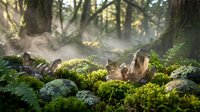 Enchanted forest floor with moss-covered rocks and ferns in dappled sunlight. Magical woodland scene with natural green vegetation and atmospheric lighting.