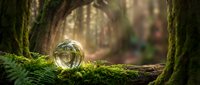 Crystal ball resting on moss-covered log in enchanted forest with magical lighting and mystical atmosphere for fantasy and spiritual concepts.