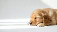 Adorable golden retriever puppy sleeping peacefully on white surface with soft natural lighting creating warm cozy atmosphere for pet care content.