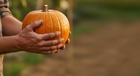 Farmer holding fresh orange pumpkin in hands at harvest time outdoors. Seasonal autumn produce for cooking, decoration, and fall celebrations.
