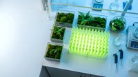 Modern hydroponic laboratory setup with green LED grow lights illuminating fresh lettuce seedlings in sterile cultivation trays for sustainable agriculture research.