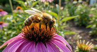 Honeybee collecting nectar from purple coneflower in summer garden. Pollinator insect on echinacea bloom for nature photography and environmental themes.