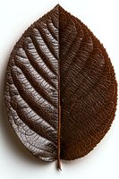 Rich brown leaf with detailed vein structure and textured surface isolated on white background, showing intricate natural patterns.