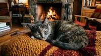 Cozy tabby cat sleeping curled up on a knitted blanket by a warm glowing fireplace in a rustic living room interior.