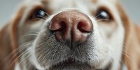 Close-up macro shot of golden retriever dog nose with detailed texture and whiskers. Pet care, veterinary health, animal anatomy concept for design.