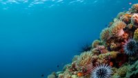 Vibrant underwater coral reef scene with colorful sea anemones and marine life in crystal clear blue ocean water for diving and marine biology content.