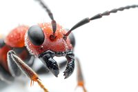 Extreme macro photography of red and black beetle head with detailed view of compound eyes, mandibles, and antennae against white background, showing intricate insect anatomy.