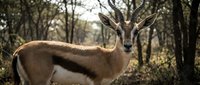 Young springbok antelope standing alert in natural woodland habitat with dappled sunlight filtering through trees creating warm atmospheric lighting.