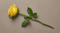 Single yellow rose with green stem and leaves lying flat on neutral beige background, romantic flower for Valentine's Day, wedding, anniversary greeting cards.