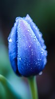 Fresh morning dew drops glisten on vibrant blue tulip petals, creating a magical macro view against soft green background. Nature photography for spring themes.