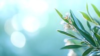 Delicate white flowers on olive branch against soft blue bokeh background, creating serene natural atmosphere for wellness and spa designs.