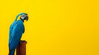 Vibrant blue and yellow macaw parrot perched on wooden post against bright yellow background, creating striking color contrast for nature photography.