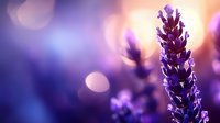Purple lavender flowers blooming in soft sunset light with dreamy bokeh background for aromatherapy and wellness designs.