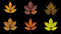 Six autumn leaves in various colors and shapes, isolated on transparent background. Ready for T-shirts, stickers, clipart, sublimation, and print on demand design use.