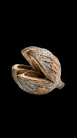 Opened nutmeg seed pod with textured brown shell isolated on transparent background, ready for clipart, t-shirt design, stickers, and print-on-demand products.