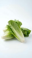 Fresh romaine lettuce heads isolated on white background for healthy cooking and salad preparation.