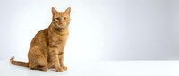 Orange tabby cat sitting on white surface against light background, domestic pet portrait isolated for design projects and marketing materials.
