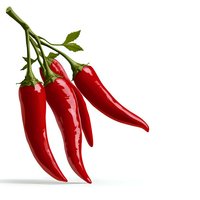 Fresh red chili peppers with green stem on white background, isolated food ingredient for cooking and seasoning. Bright glossy pods ready for design use.