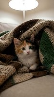 Adorable orange and white kitten hiding under cozy knitted blanket with green accents, creating warm domestic scene for pet care and comfort concepts.