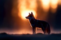 Silhouette of lone wolf standing alert against dramatic orange sunset sky, creating mysterious wilderness atmosphere with dark foreground and glowing background.