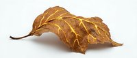 Dried autumn leaf with golden brown veins isolated on white background, ready for design, botanical artwork, and seasonal projects.