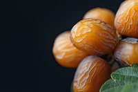 Fresh organic dates with mint leaf on dark background for healthy snacking and natural sweetness in culinary photography.