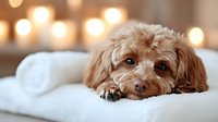 Adorable brown poodle puppy resting on white bedding with warm bokeh lights creating cozy atmosphere for pet care and comfort concepts.