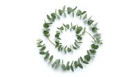Spiral arrangement of fresh green eucalyptus leaves isolated on white background, ready for design projects, botanical layouts, and creative compositions.