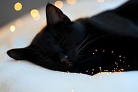 Sleeping black cat on white surface with soft bokeh lights creating magical atmosphere. Close-up portrait captures peaceful feline rest and dreamy mood.