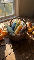 Colorful Indian corn in wicker basket with pumpkins and autumn leaves on wooden table by window with warm sunlight streaming through for harvest decor.