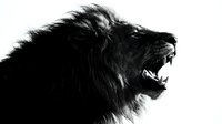 Powerful lion roaring with mouth wide open showing teeth and fangs in dramatic black and white profile shot on white background for wildlife designs.