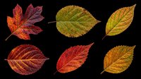 Six colorful autumn leaves isolated on transparent background, perfect for T-shirts, stickers, clipart, sublimation, and print on demand seasonal designs.