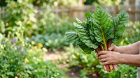 Hand holding fresh green chard leaves harvested from organic garden. Healthy vegetable produce for cooking and nutrition.