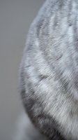 Close-up macro shot of gray cat ear showing detailed fur texture and natural patterns for pet care and veterinary content.