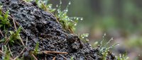 Fresh morning dew drops on moss and soil surface in natural forest environment. Macro photography capturing water droplets on organic ground texture.