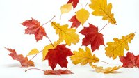 Colorful autumn leaves in red, orange and yellow falling and floating on white background. Seasonal foliage collection isolated for fall design projects.