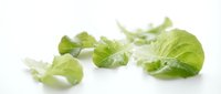 Isolated fresh green tomatillo fruits with husks on white background, ready for culinary design, food packaging, and recipe illustrations.