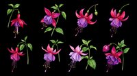 Fuchsia flowers isolated on transparent background, ready for t-shirt design, clipart, stickers, sublimation and print-on-demand projects.