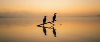 Two cormorant birds perched on wooden pole in calm water at sunrise, creating mirror reflections in still lake during golden hour, suitable for nature and wildlife backgrounds.