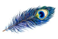 Vibrant peacock feather with iridescent blue eye pattern and delicate barbs on white background, suitable for decorative arts and spiritual symbolism.