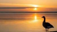 Silhouette of goose standing in shallow water during golden sunset with warm orange sky reflecting on calm lake surface creating peaceful nature scene.