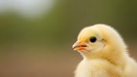 Adorable yellow baby chick with fluffy feathers and orange beak in soft natural lighting for farm and agriculture concepts.